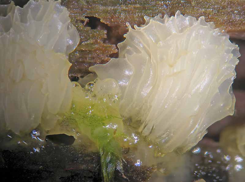 Ceratiomyxa